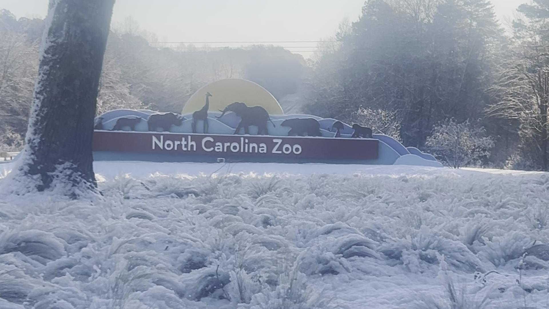 Cute alert! Watch arctic foxes, cougars and elephants enjoy the snow!