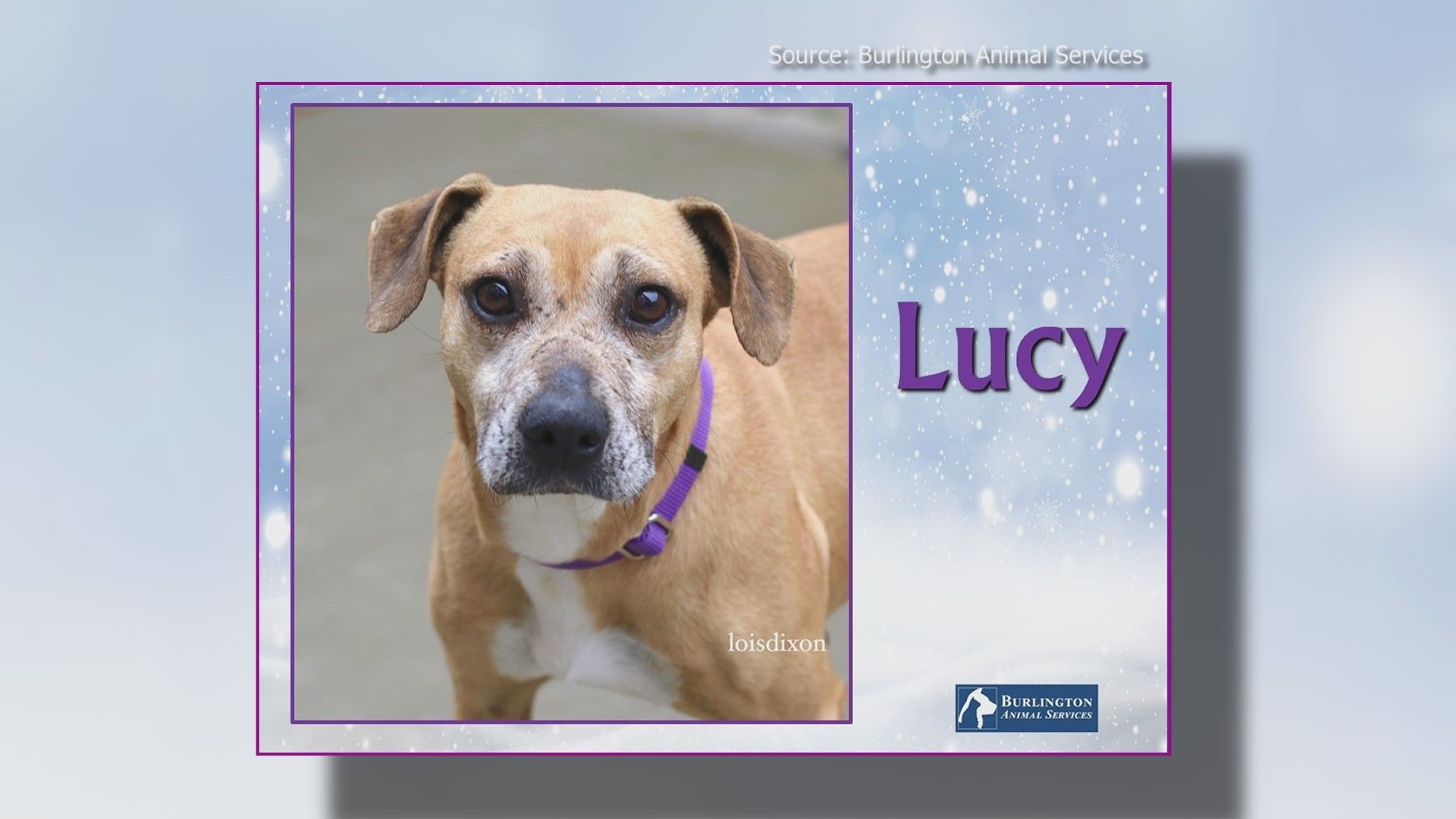 Sweet Lucy wants to be your fur-ever friend, can you help her out?