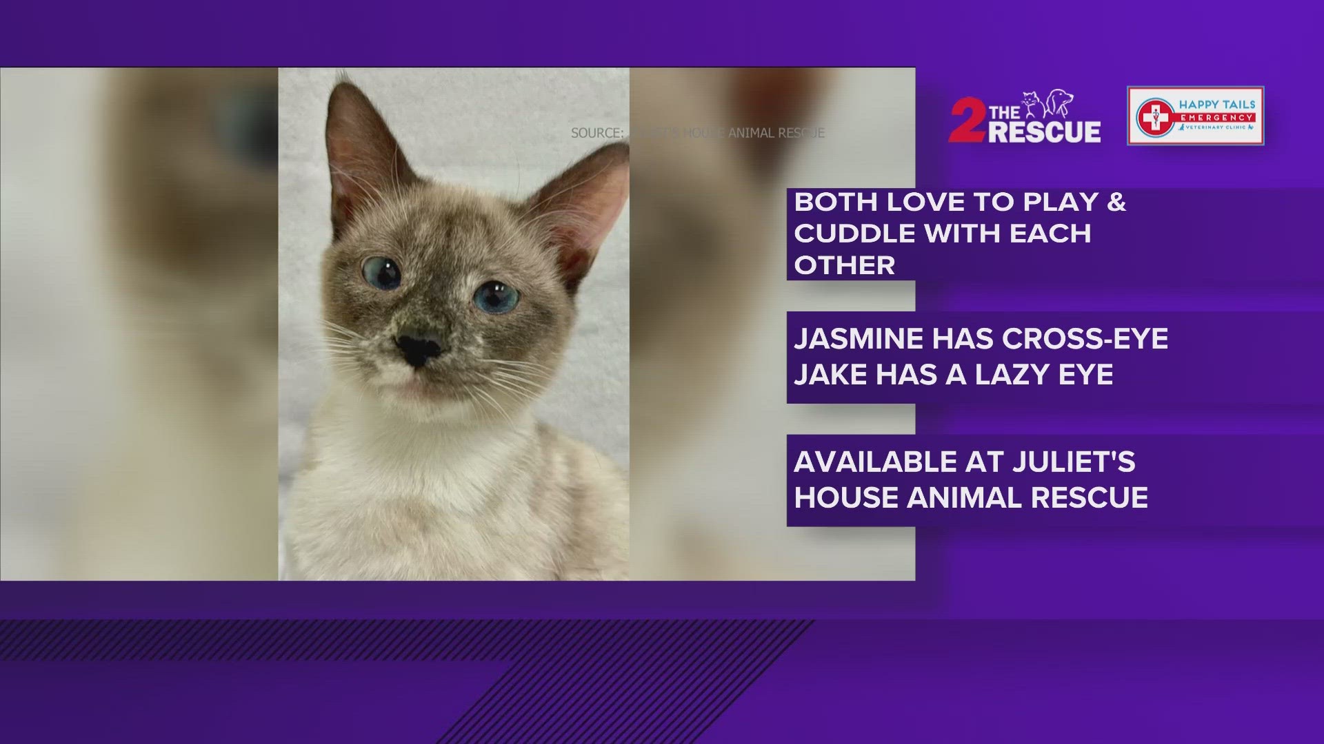 Let's get Jasmine and Jake adopted! They are available at Juliet's House Animal Rescue.