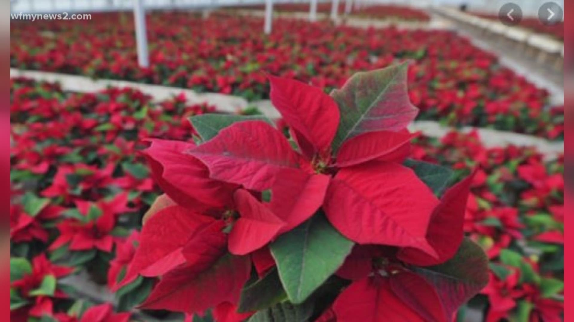 Do pet parents really need to purge the poinsettias forever? Not necessarily.