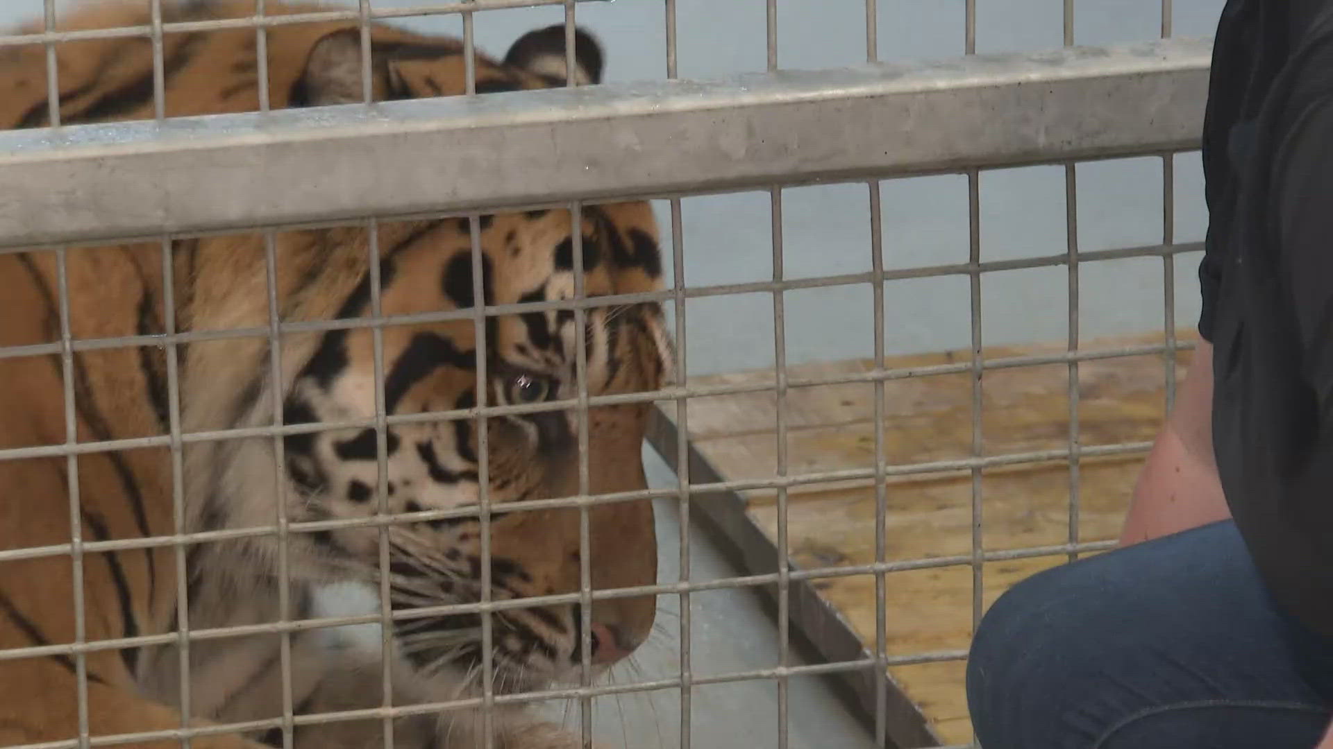 We got a close look at the tigers at the Greensboro Science Center.