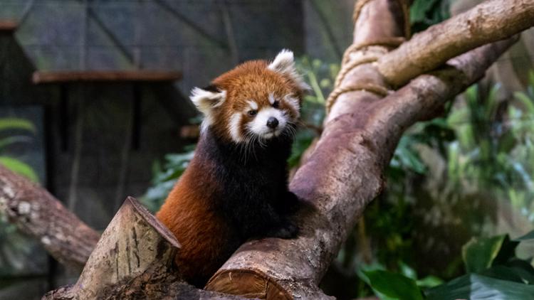 Come meet Ravi! The Greensboro Science Center's red panda cub is moving to the main exhibit.