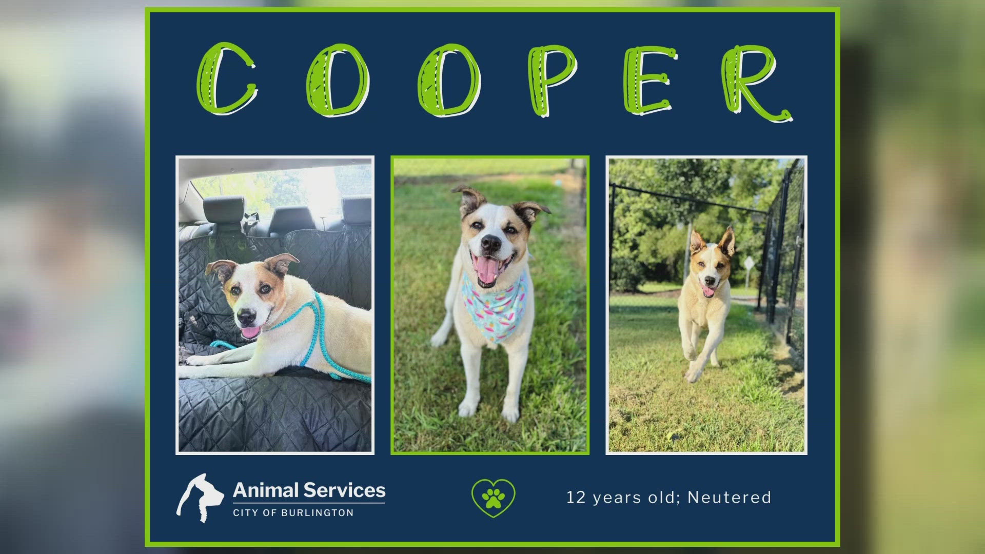 Let's get Cooper adopted!