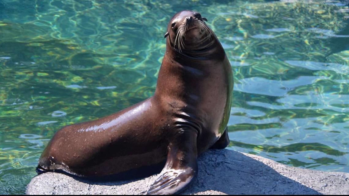 North Carolina Zoo sea lion dies following veterinary exam | wfmynews2.com