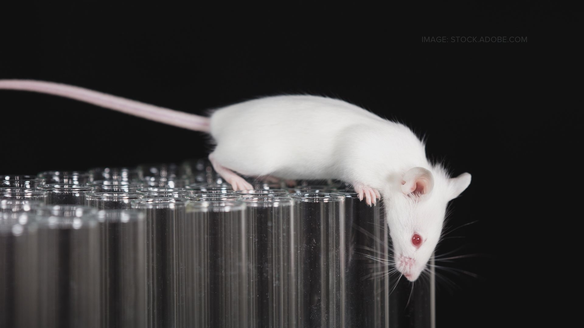 New COVID booster approved from mice study, not humans 