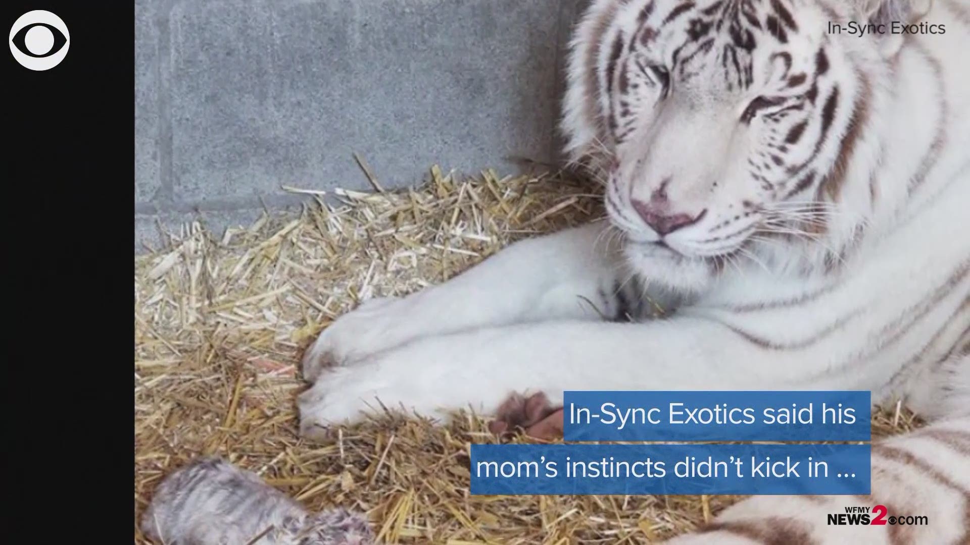 Baby white tiger born at animal sanctuary in Texas. His parents were recently rescued.