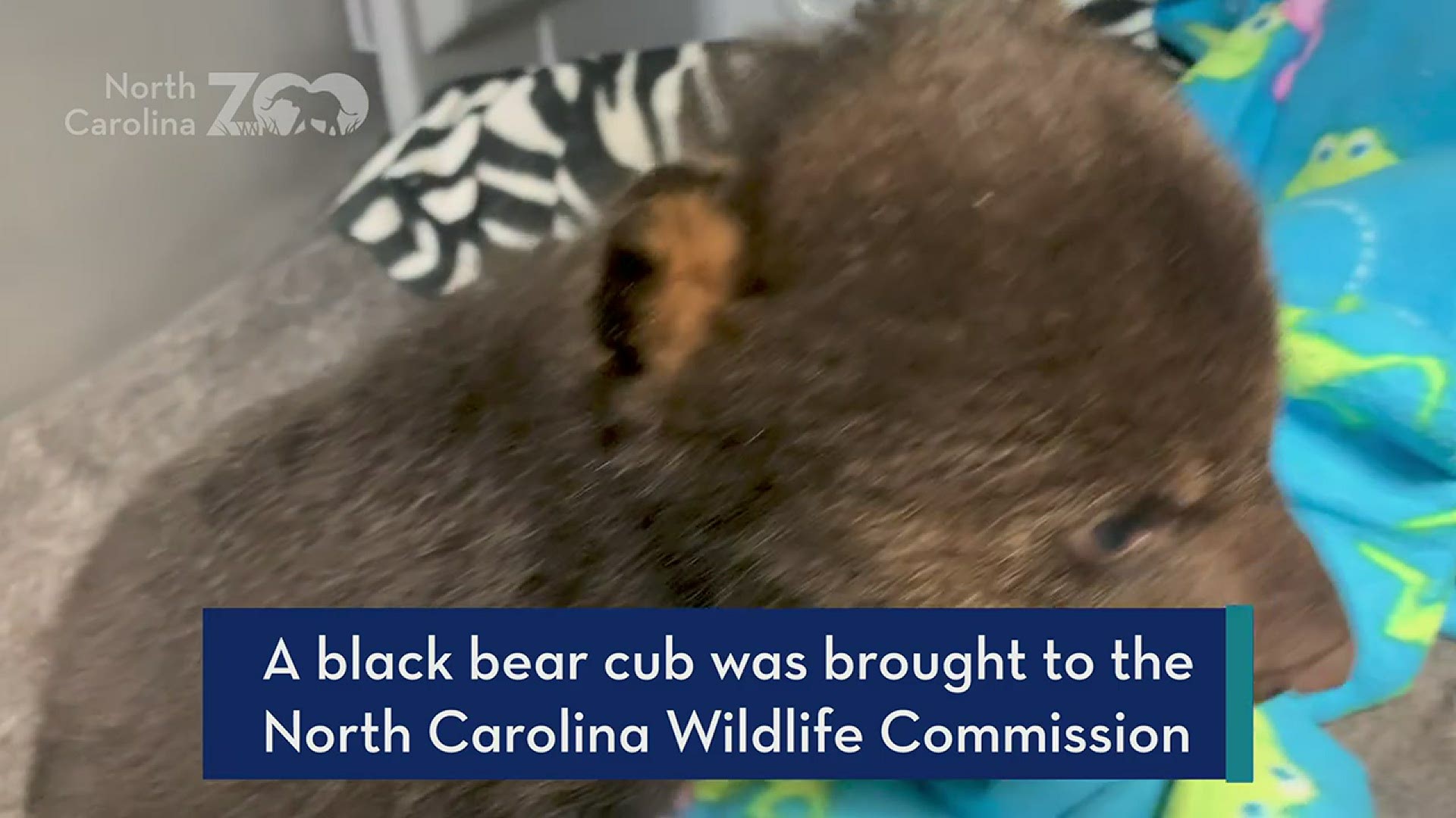 This black bear cub was brought to the North Carolina Zoo VHS Wildlife Rehab Center from the North Carolina Wildlife Resources Commission.