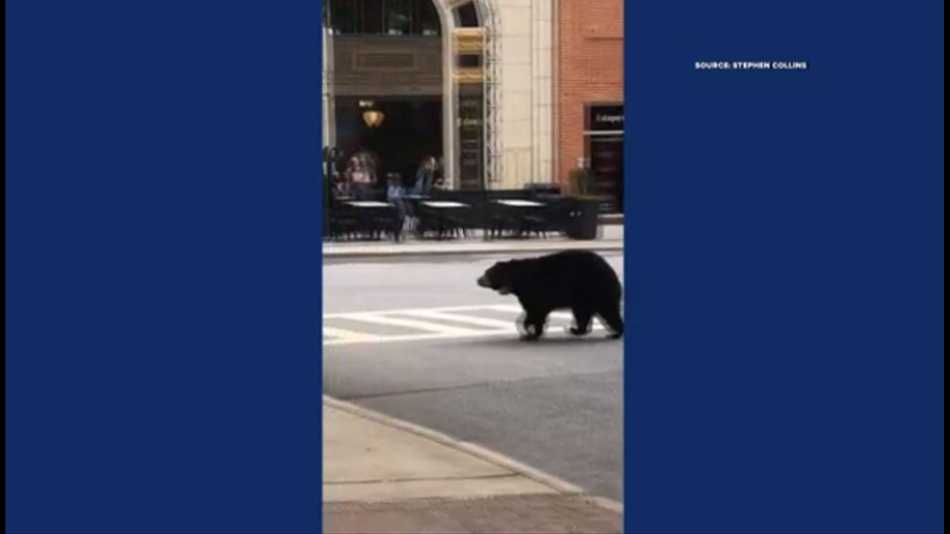 A very cautious bear was able to cross the road in style in downtown Asheville.