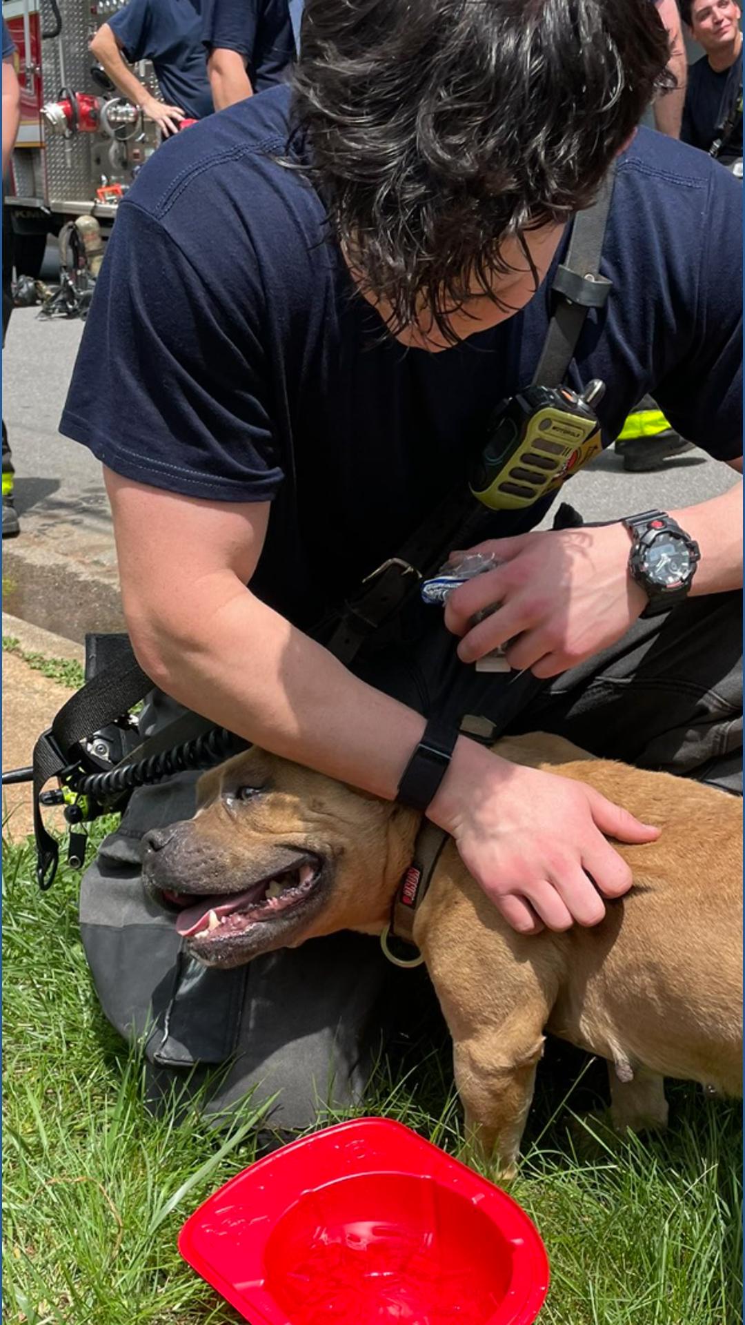 Winston-Salem firefighters rescue one lucky dog from house fire ...