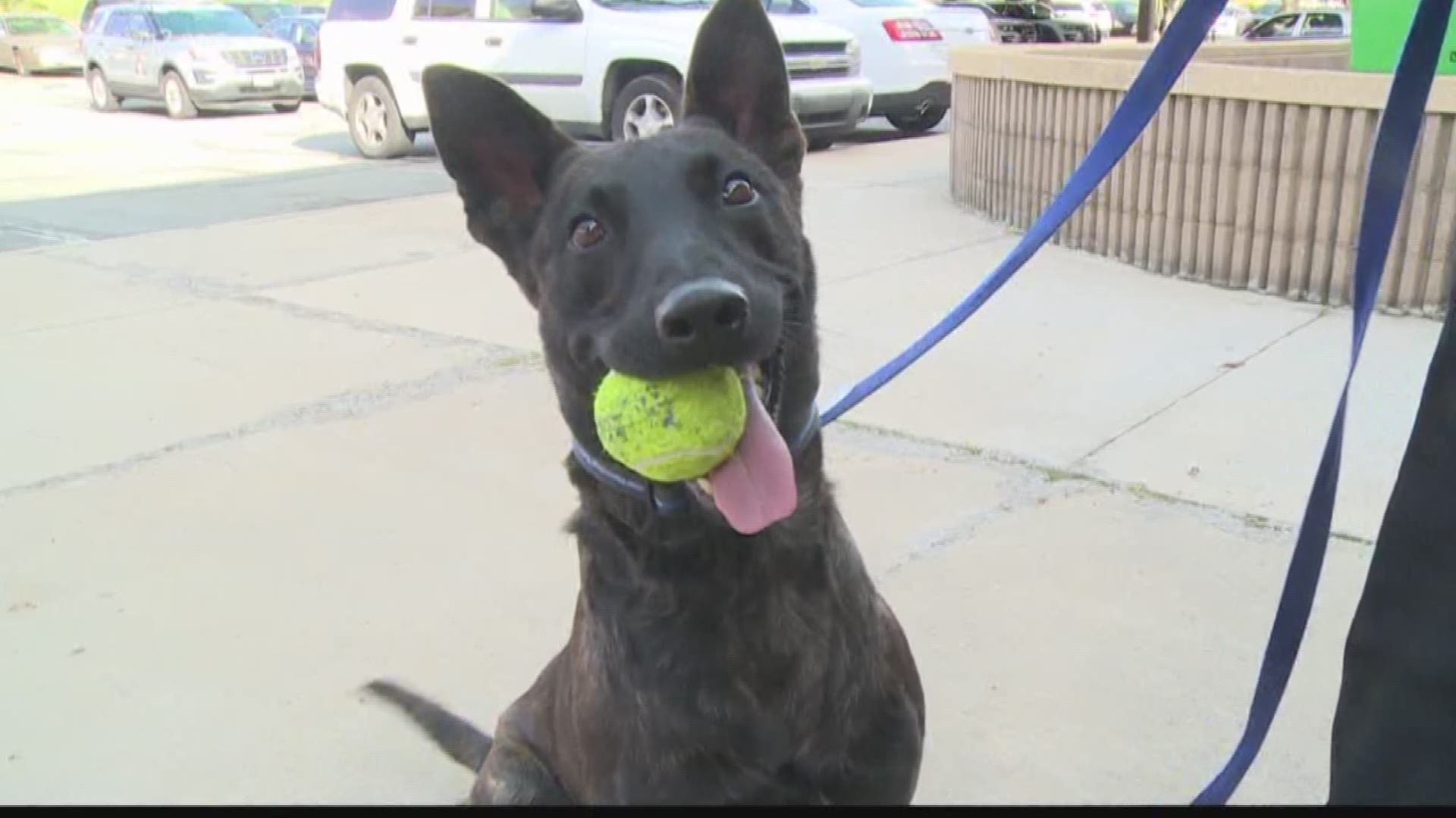 Shelter Dog Becomes Newest Burlington Police K9