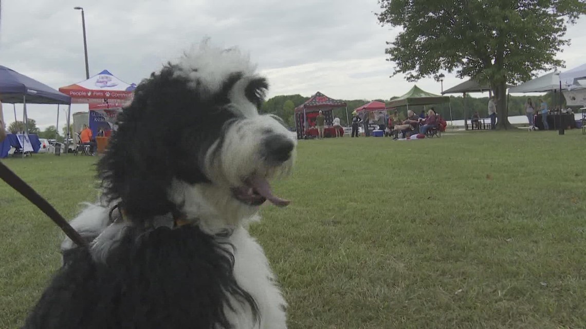 Guilford co animal services hosts event for dogs with heartworms