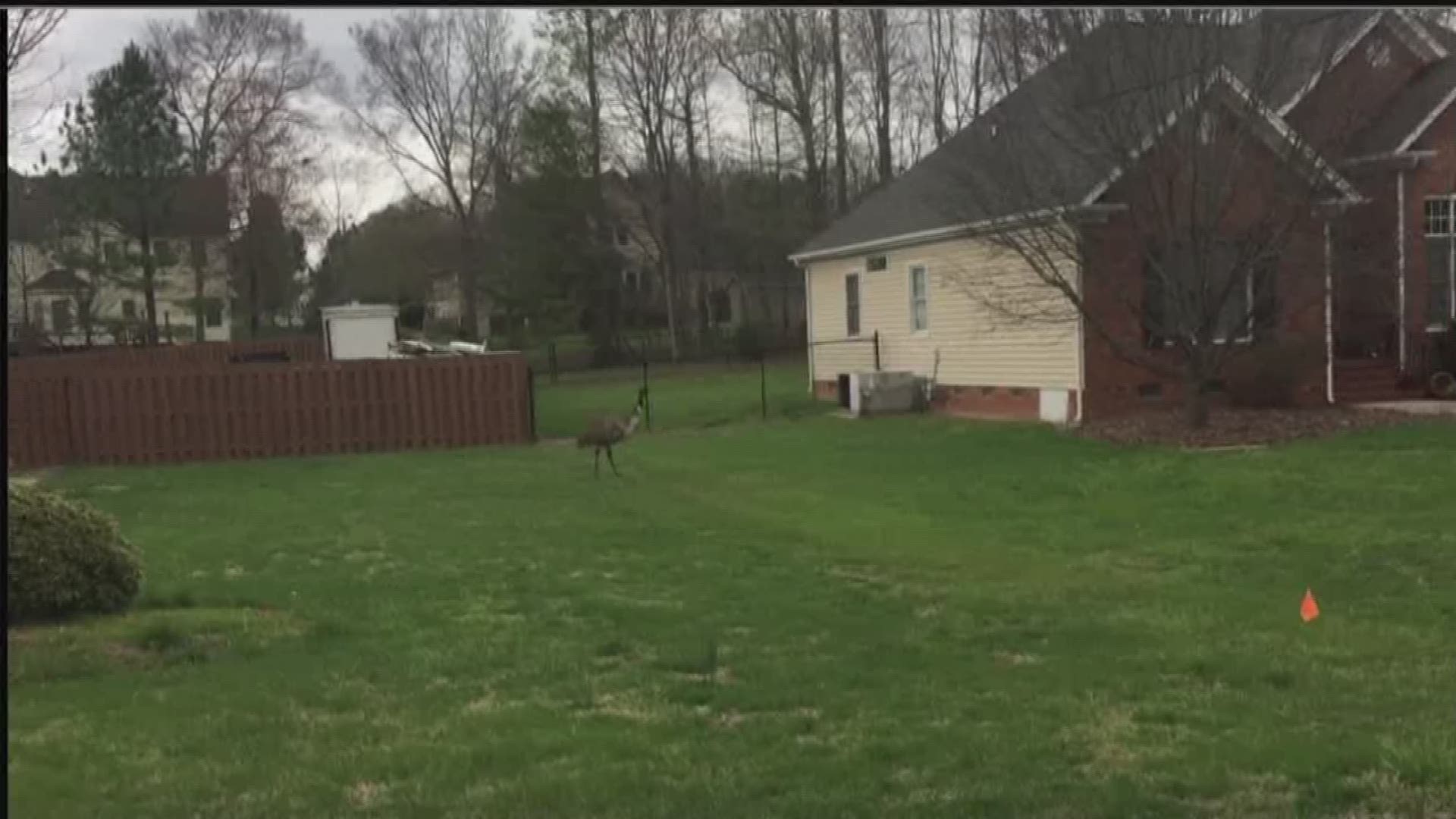 Emu On The Run In Alamance County