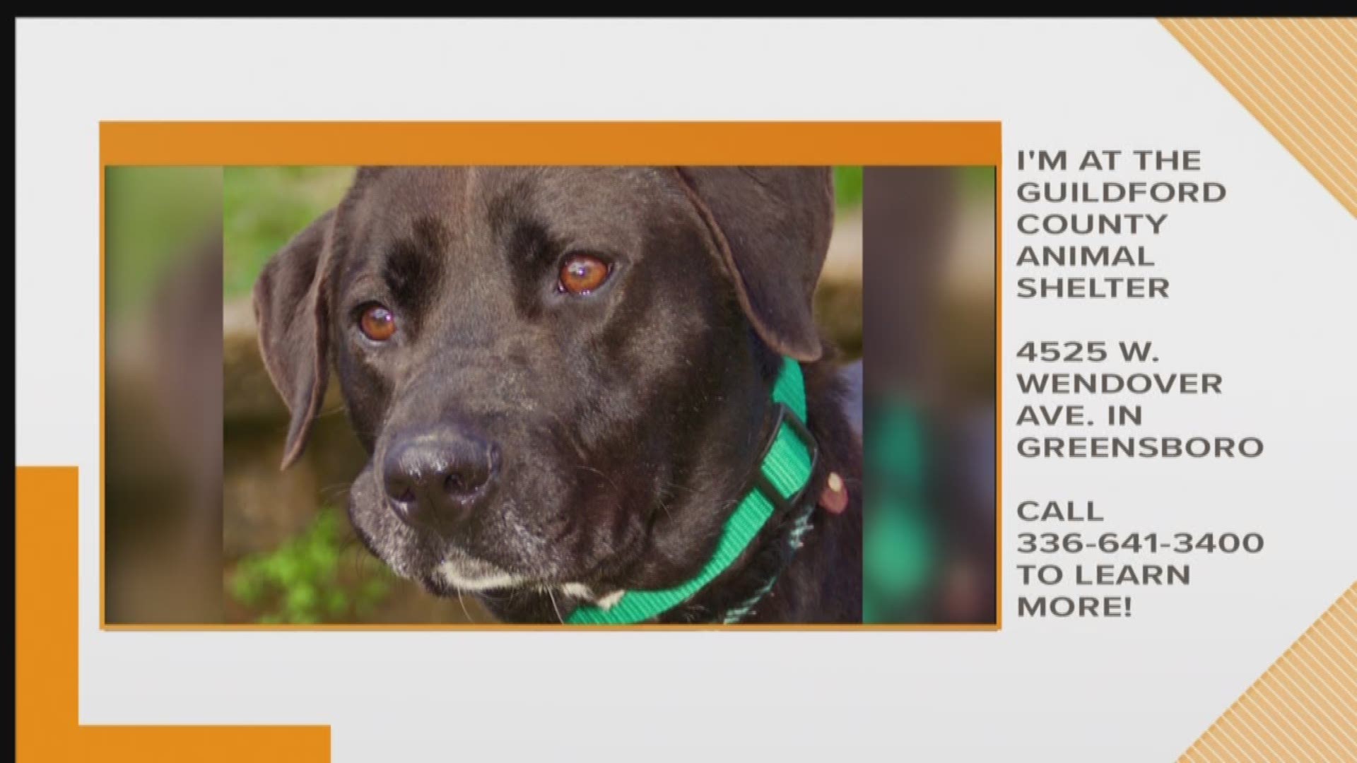 This 3-year-old lab mix is gentle and loving