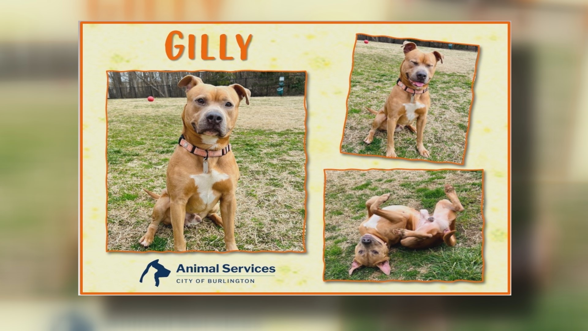 Let’s get Gilly adopted!