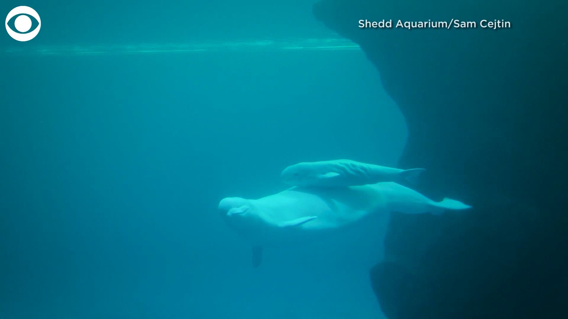 Chicago's Shedd Aquarium confirmed the baby beluga calf, born two weeks ago, is male. When the calf was born, he measured about 5 feet in length and weighed approximately 150 pounds.