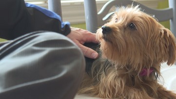 Welcome home, Lily! Ed Matthews rescues new fur baby