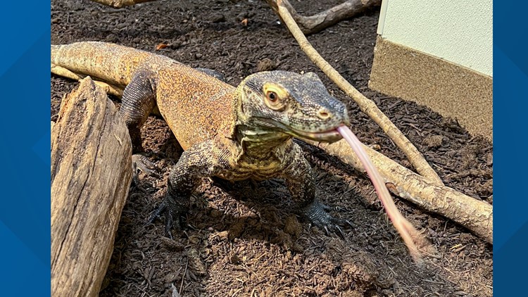 Meet the Greensboro Science Center's new Komodo dragon, Hannibal