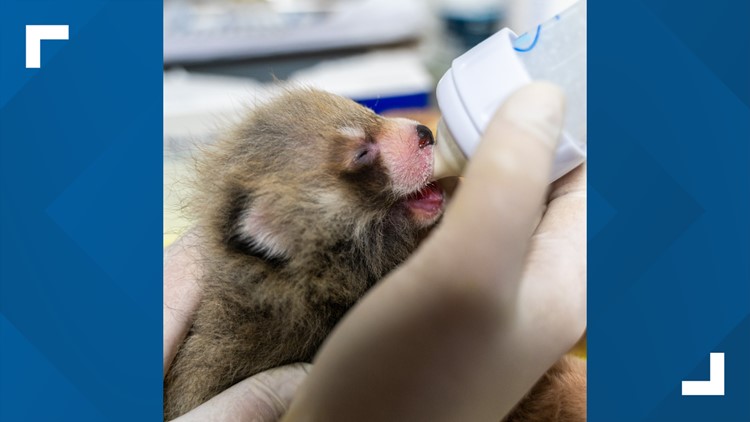 Greensboro Science Center's new red panda cub makes public debut