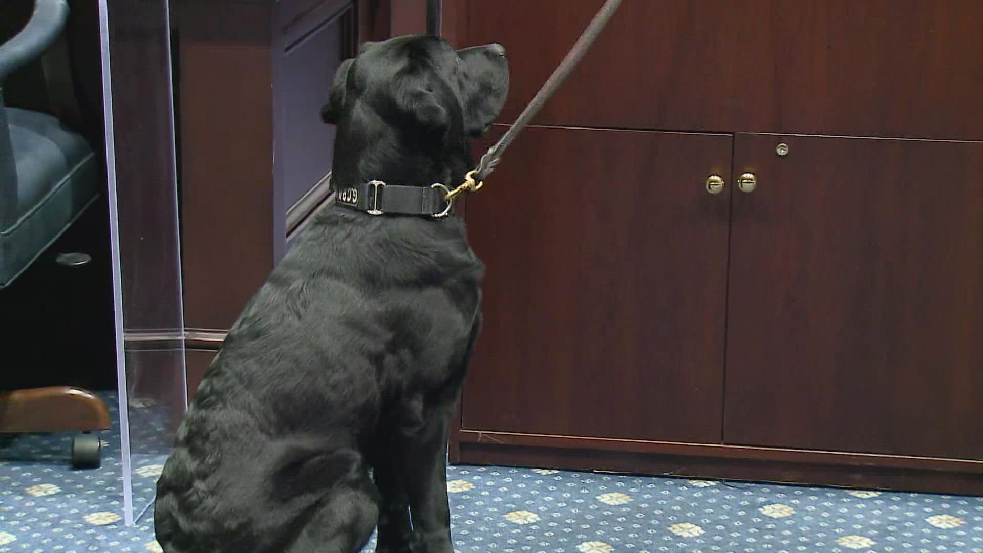 Police K9 Luigi was donated to the Winston-Salem Police Department through the ATF. He is trained to detect 19,000 different explosive odors and components.