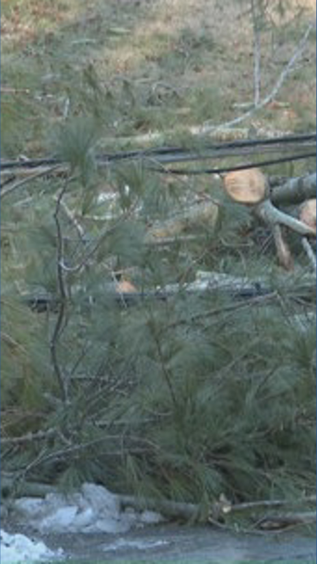 High winds cause downed trees, power outages in the Triad | wfmynews2.com