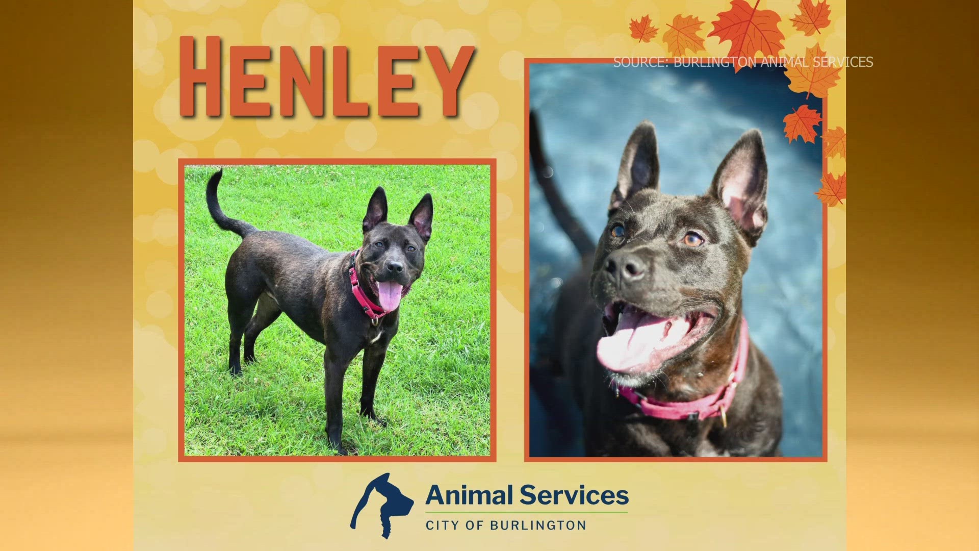 Let’s get Henley adopted!