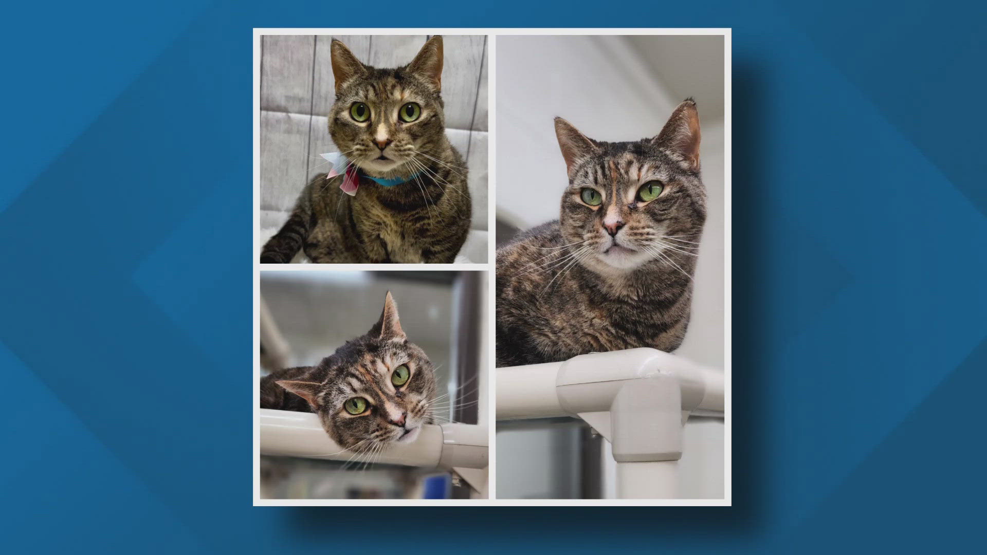 Layla is fully vaccinated and microchipped. Volunteers say she makes the perfect lap cat.