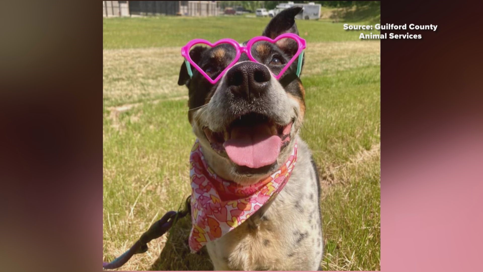 The calm, cattle-dog mix looking for her forever home