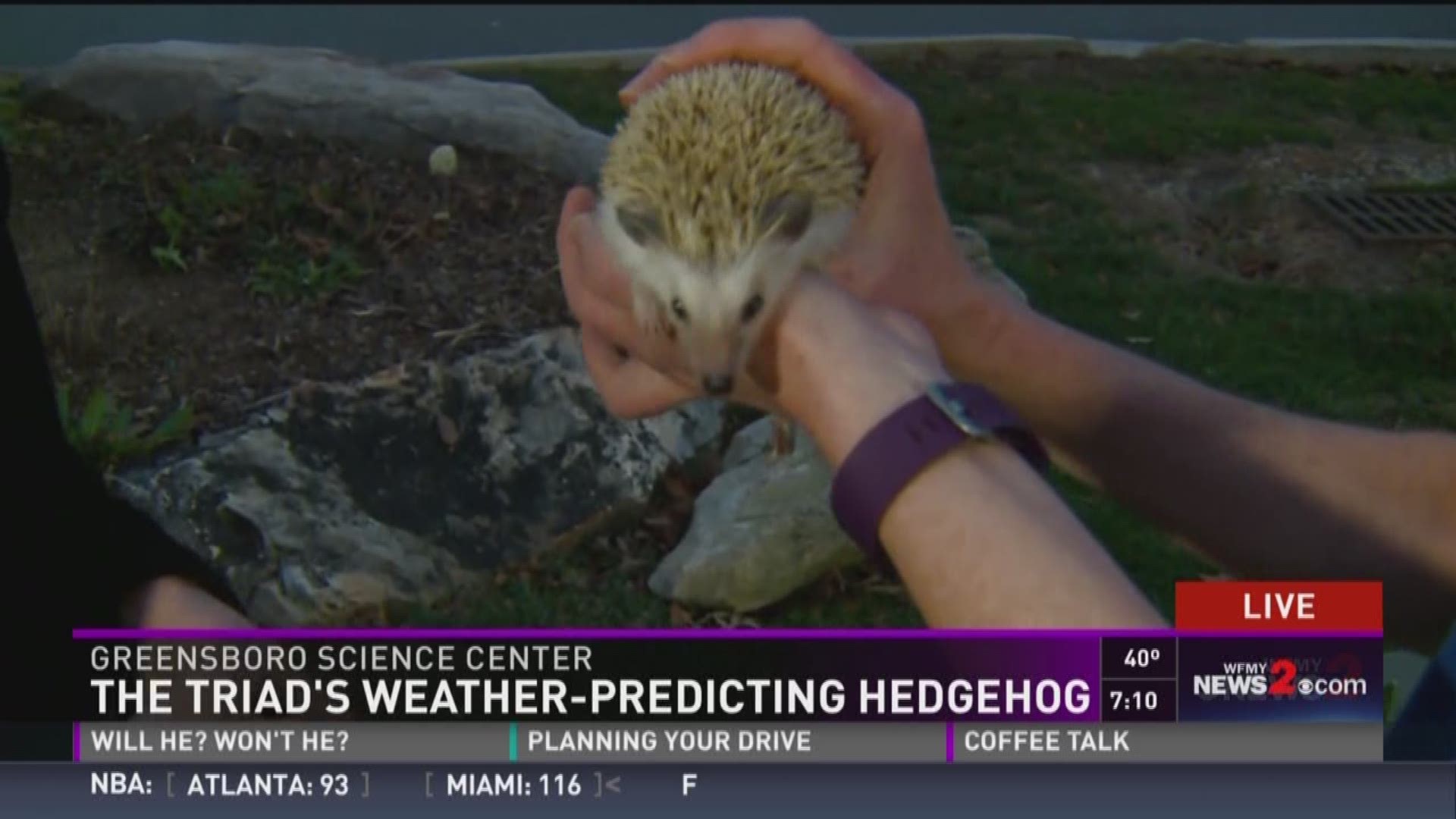 The Triad's Weather-Predicting Hedgehog