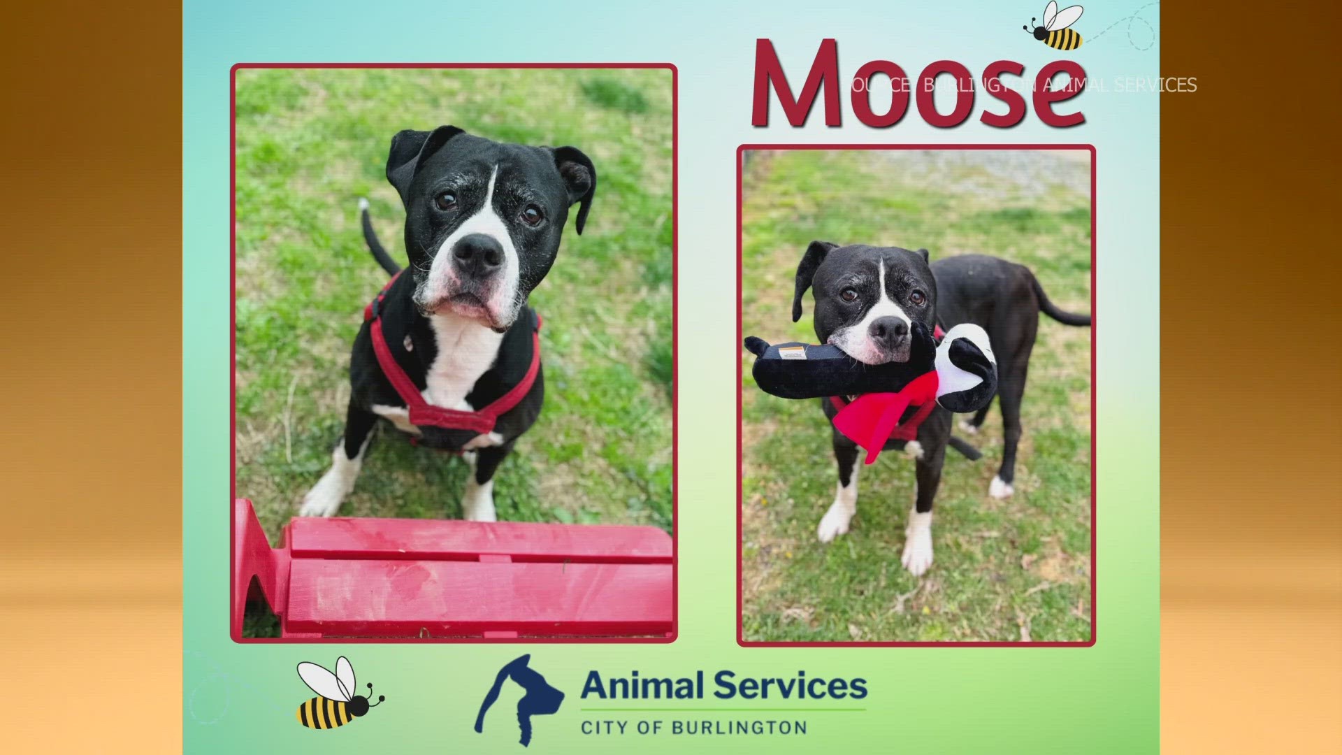 Let’s get Moose adopted!