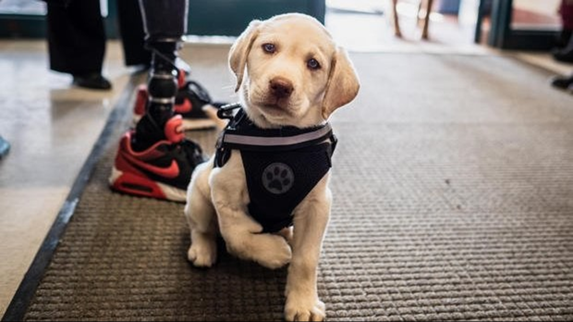 A Disabled Puppy Is Training For A Special Task Thanks To A Veteran ...