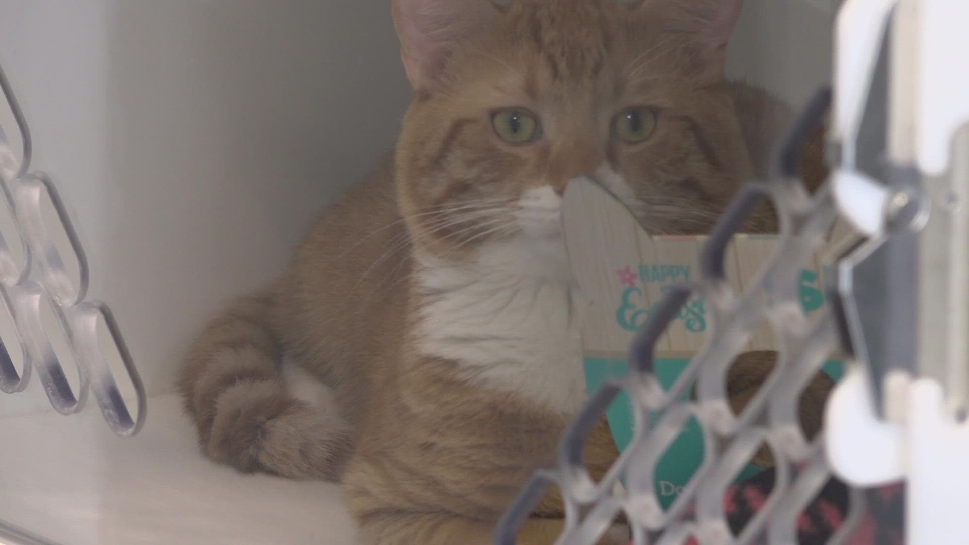 The Guilford County animal shelter says more people are surrendering pets or dropping them off while they vacation.