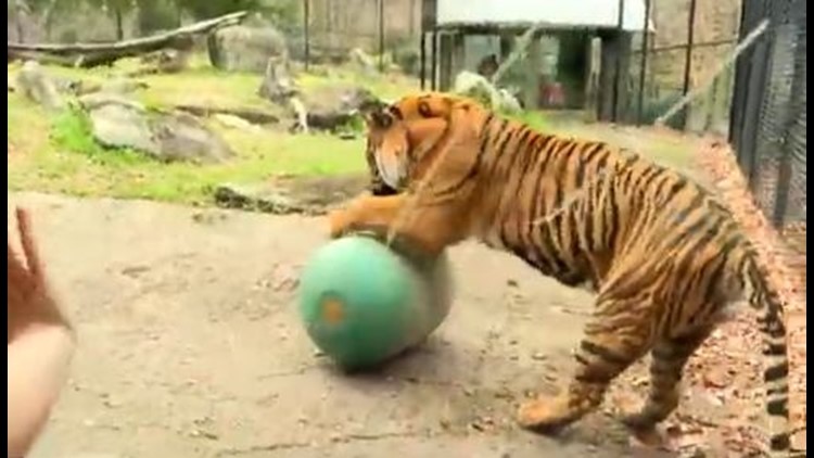 Could we soon have tiger cubs at the Greensboro Science Center?
