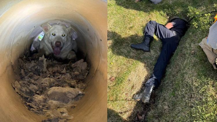 Westside firefighters save dog from drain pipe in awkward rescue ...