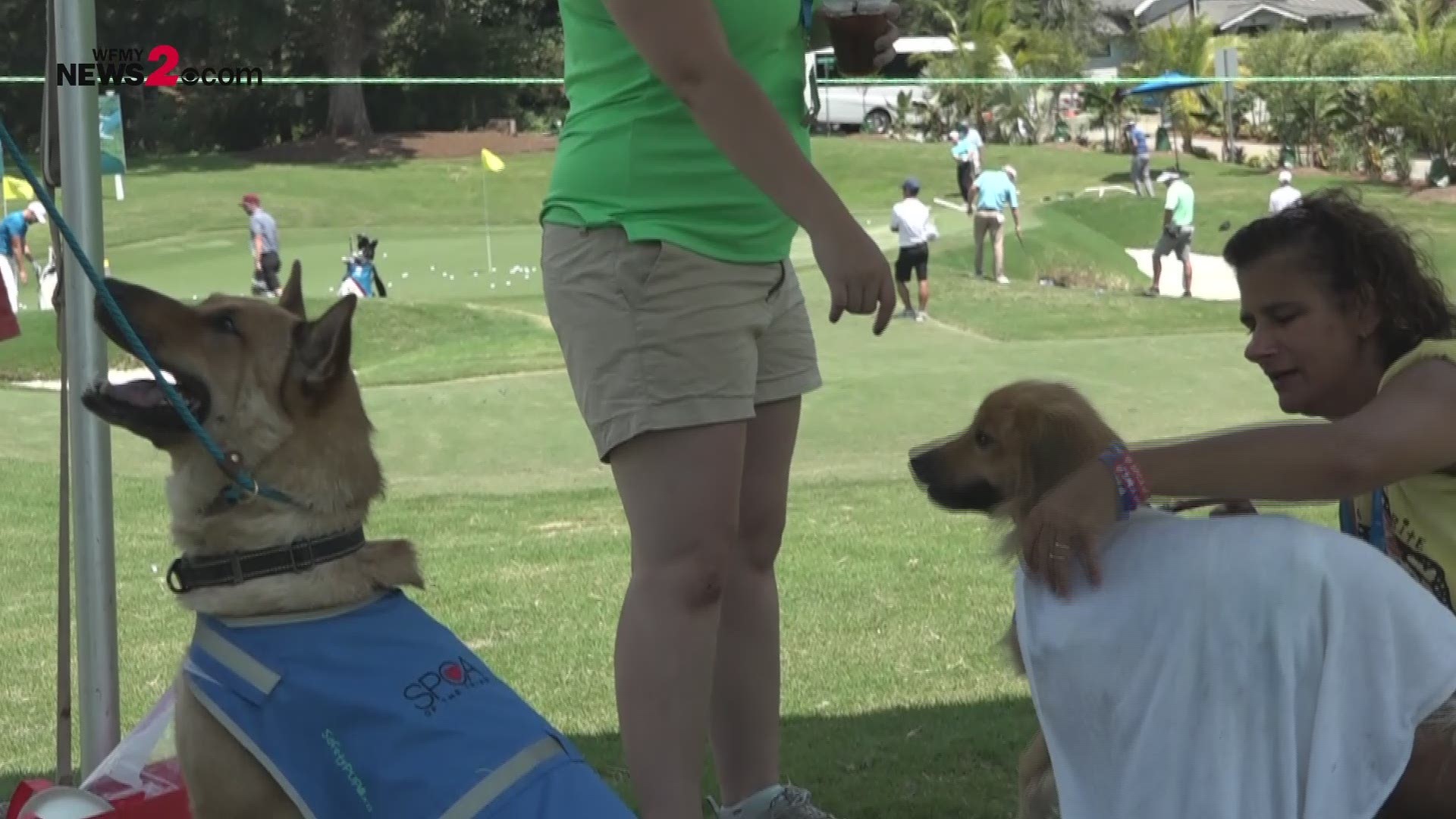 The PGA Tour and the SPCA of the Triad partnered to bring some attention to pet adoption with the "Golf Dogs" event on the first Tuesday of the Championship.