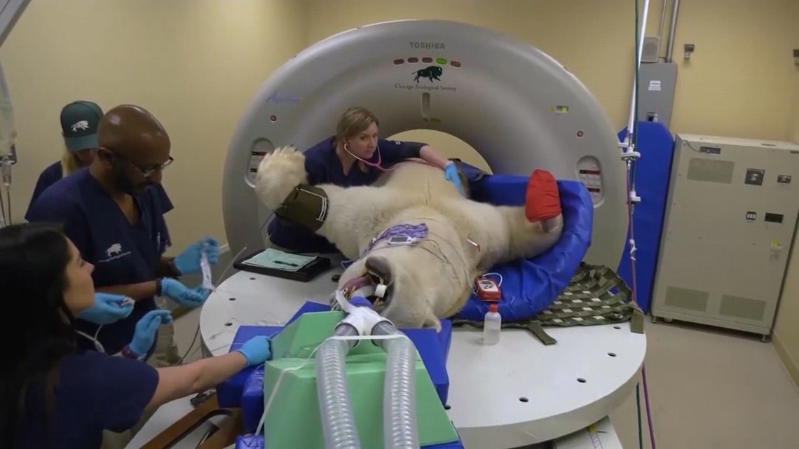 1,000 lb. Polar Bear Gets Checkup, Cat Scan at Chicago Zoo | wfmynews2.com