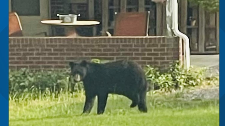 Yes, there are more black bear sightings in the Triad