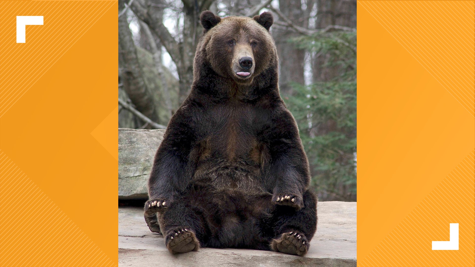 NC Zoo mourns death of their 'goofy' grizzly bear named Tommo ...