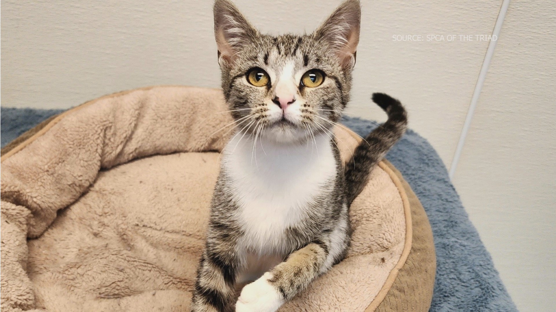 Let’s get Purrmione Granger adopted!
