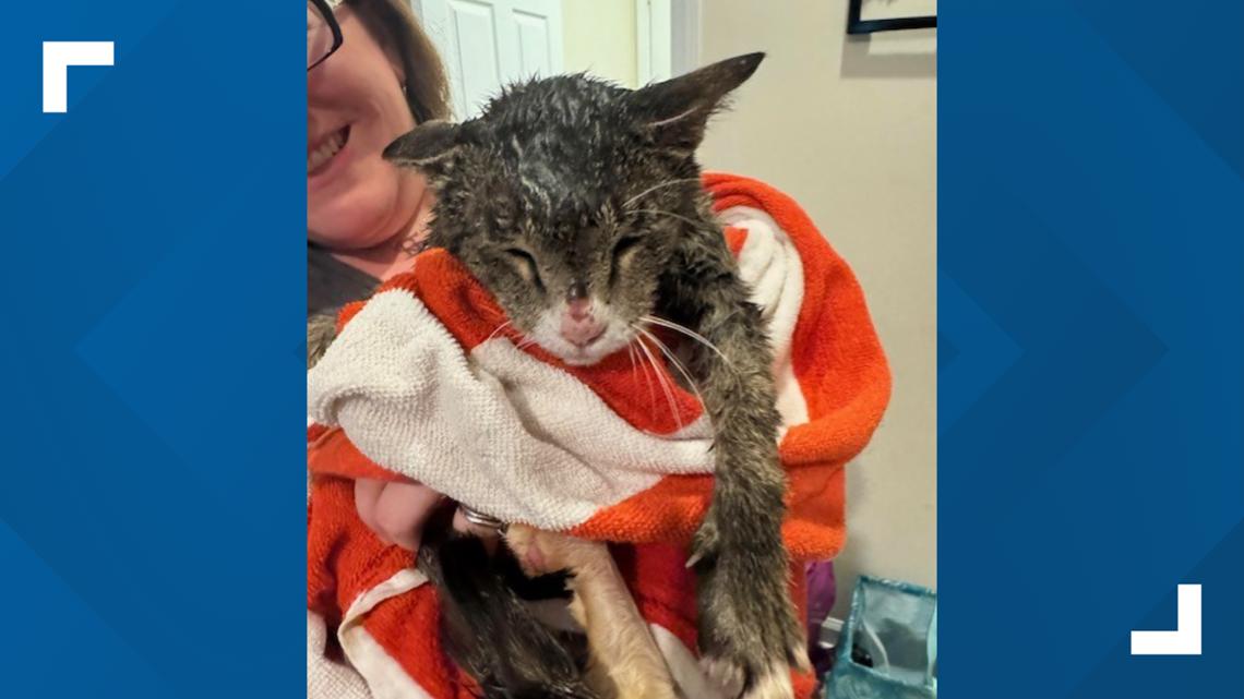 Missing cat reunited with NC family after 18 months(00)