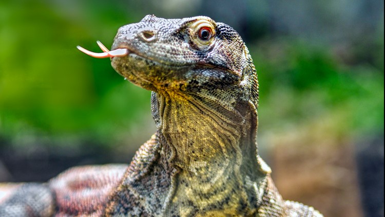 Drogo, Greensboro Science Center's 9-year-old Komodo dragon dies at 9
