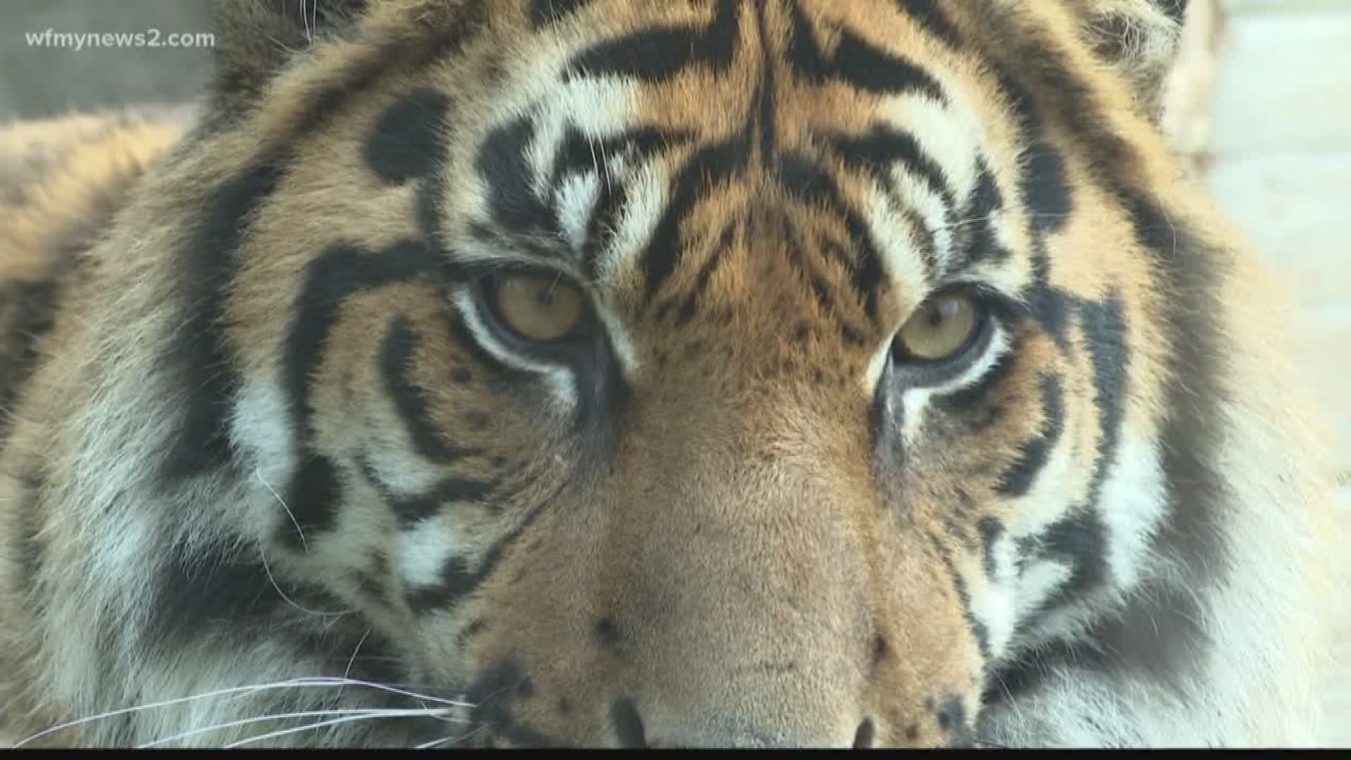 Eric Chilton ventured to the Greensboro Science Center to meet its newest tigers.