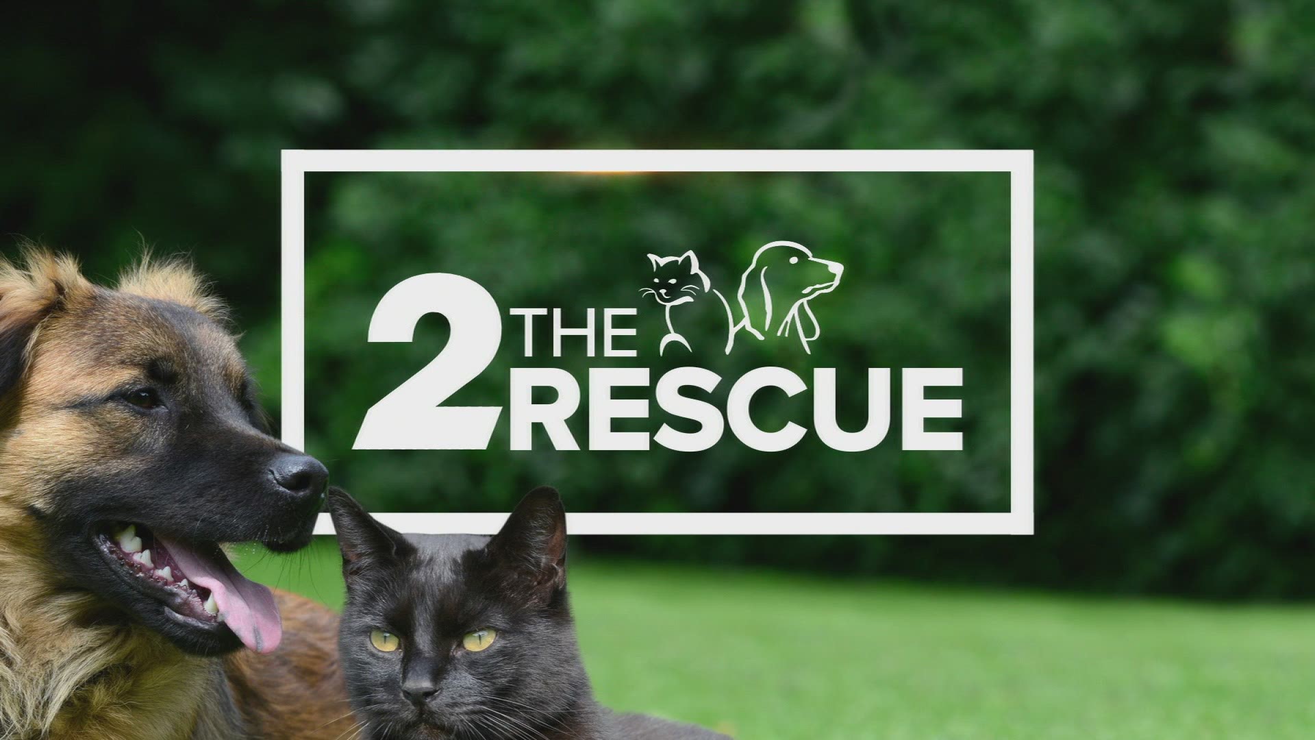 2 the Rescue: Sheba