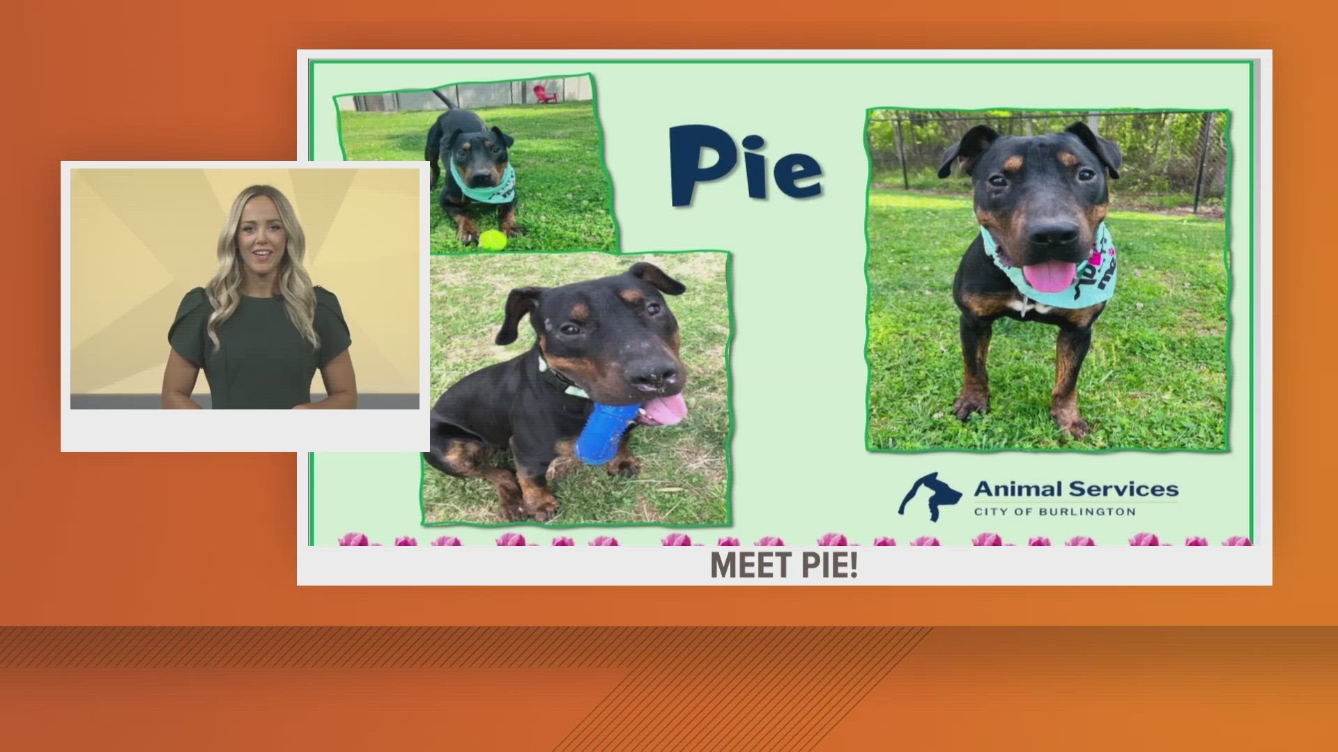 Pie is a sweet, playful boy looking for his forever home.