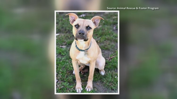 2 The Rescue: Meet Della