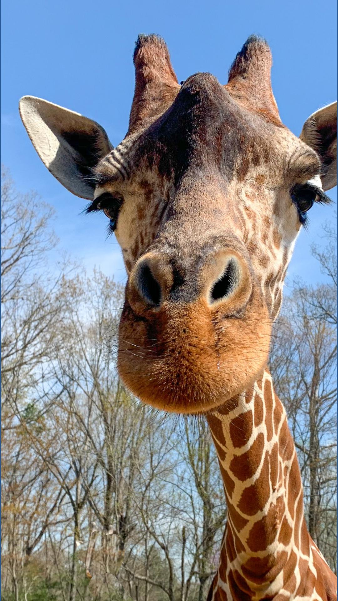 Beloved giraffe at North Carolina Zoo dies after complications from ...