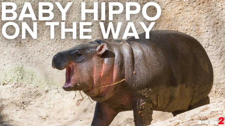 Hippo pregnancy watch! Holly could give birth anytime