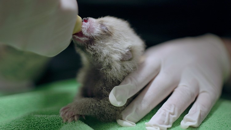 Greensboro Science Center welcomes birth of red panda cub - and it's a special one
