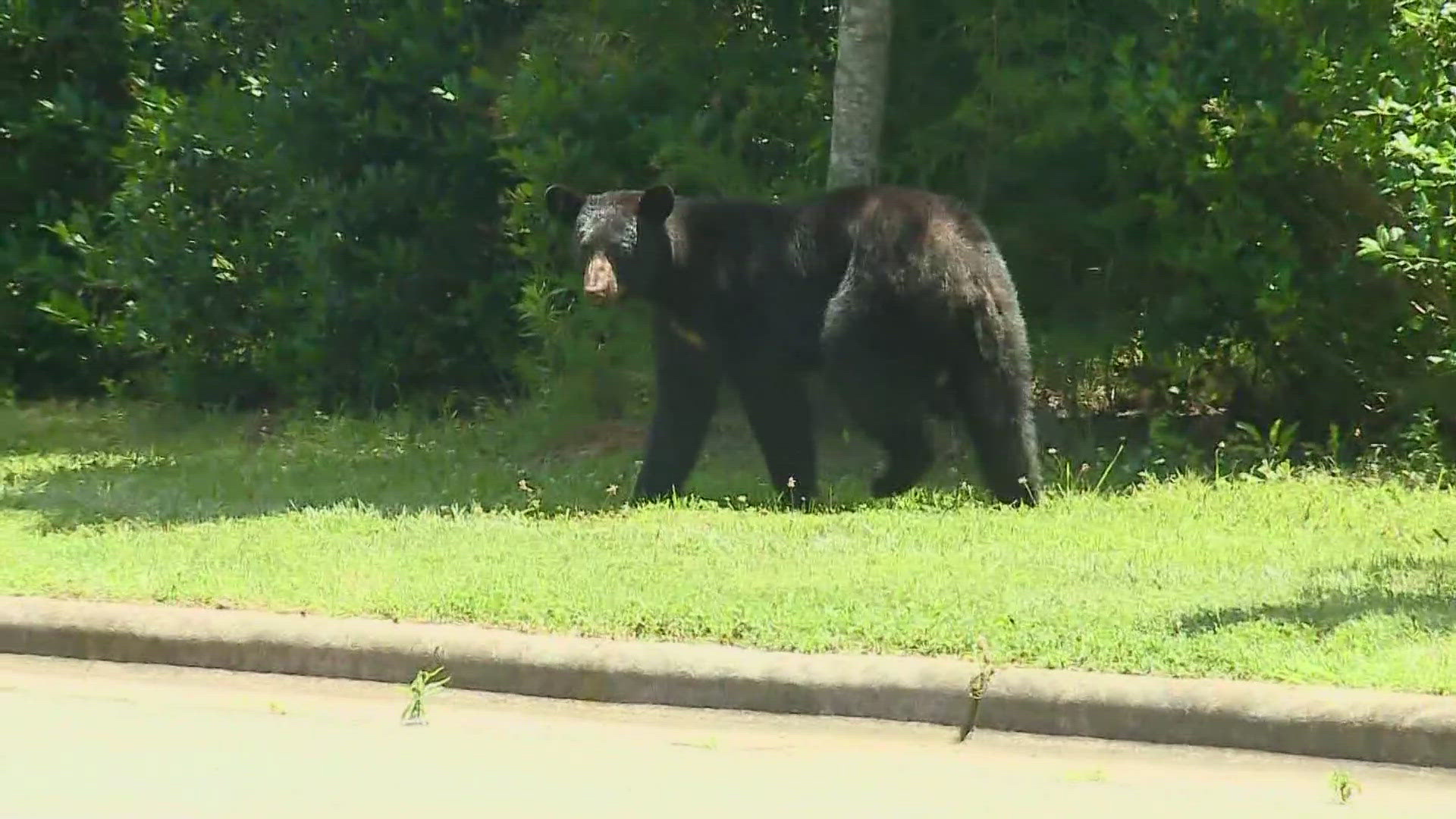 Social media has lit up with pictures of the animal roaming throughout the city.