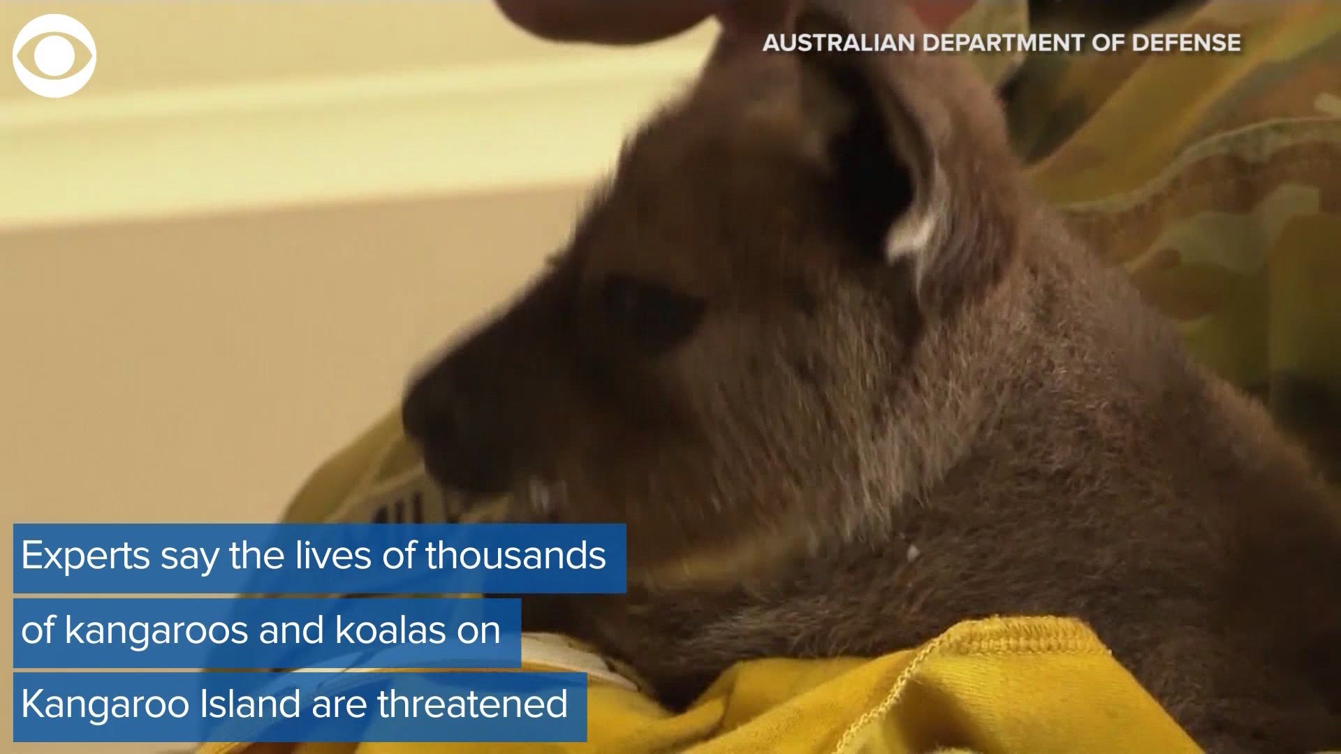 The wildfires in Australia have taken a toll on animals. Here's a look at those who are helping the animals on Kangaroo Island.