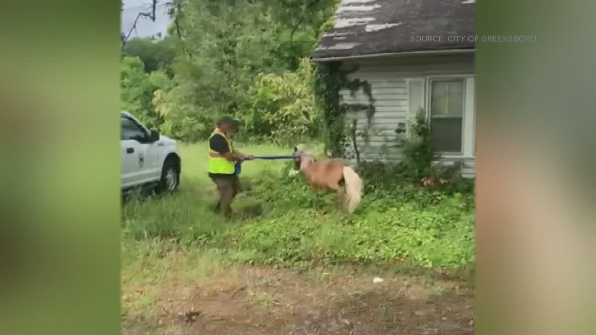 Videos show workers wrangling loose horses near Vandalia Elementary School.
